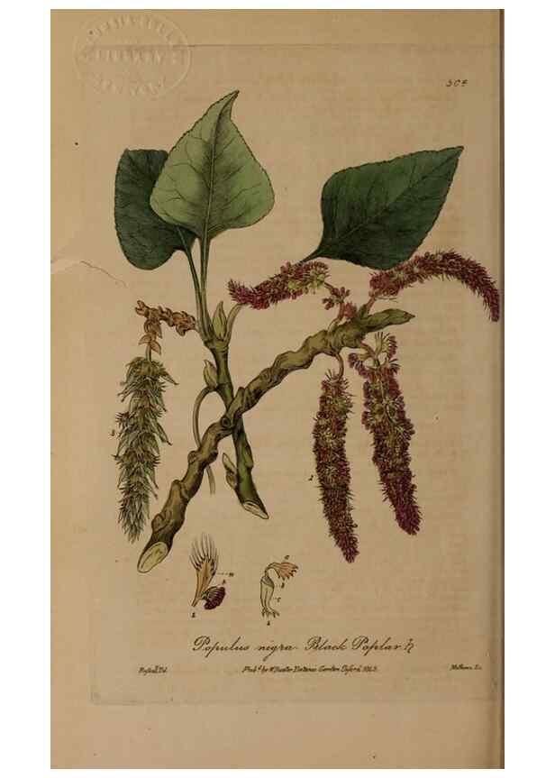 Reproducción/Reproduction 28967606491: British phaenogamous botany,. Oxford,Published by the author, sold by J.H. Parker [etc.]1834-43.