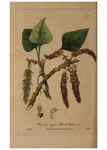 Reproducción/Reproduction 28967606491: British phaenogamous botany,. Oxford,Published by the author, sold by J.H. Parker [etc.]1834-43.