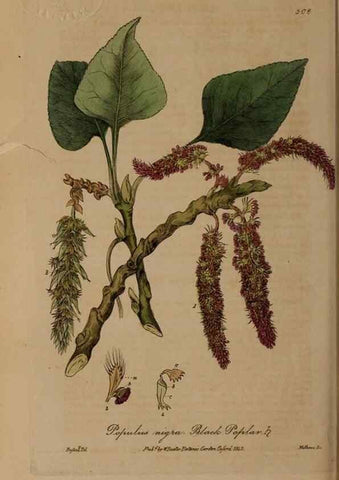 Reproducción/Reproduction 28967606491: British phaenogamous botany,. Oxford,Published by the author, sold by J.H. Parker [etc.]1834-43.