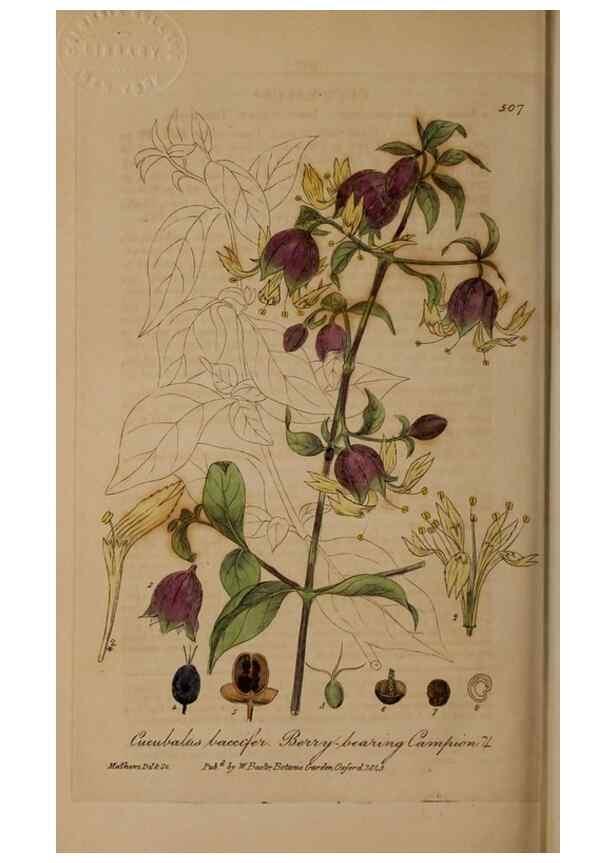 Reproducción/Reproduction 28938140072: British phaenogamous botany,. Oxford,Published by the author, sold by J.H. Parker [etc.]1834-43.