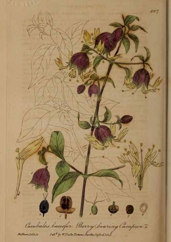 Reproducción/Reproduction 28938140072: British phaenogamous botany,. Oxford,Published by the author, sold by J.H. Parker [etc.]1834-43.