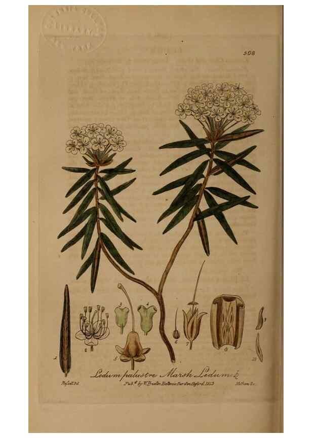 Reproducción/Reproduction 28422884354: British phaenogamous botany,. Oxford,Published by the author, sold by J.H. Parker [etc.]1834-43.