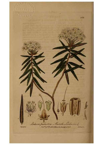 Reproducción/Reproduction 28422884354: British phaenogamous botany,. Oxford,Published by the author, sold by J.H. Parker [etc.]1834-43.