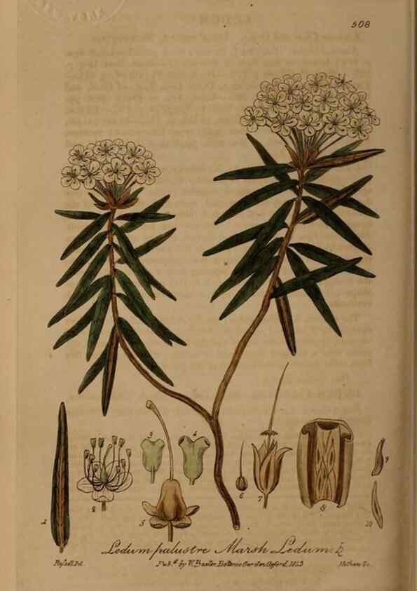 Reproducción/Reproduction 28422884354: British phaenogamous botany,. Oxford,Published by the author, sold by J.H. Parker [etc.]1834-43.