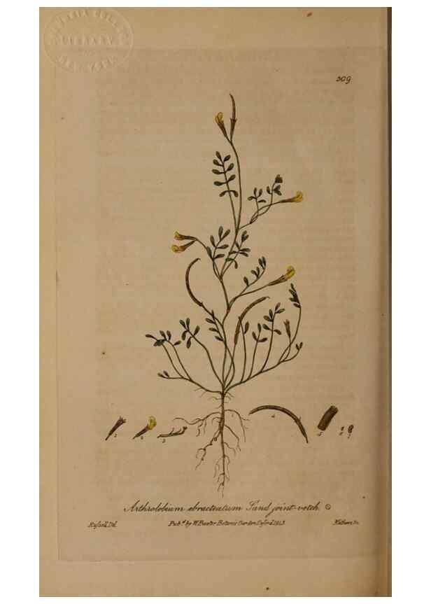 Reproducción/Reproduction 28967614621: British phaenogamous botany,. Oxford,Published by the author, sold by J.H. Parker [etc.]1834-43.