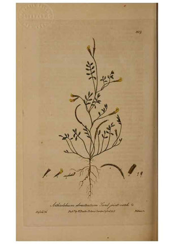 Reproducción/Reproduction 28967614621: British phaenogamous botany,. Oxford,Published by the author, sold by J.H. Parker [etc.]1834-43.