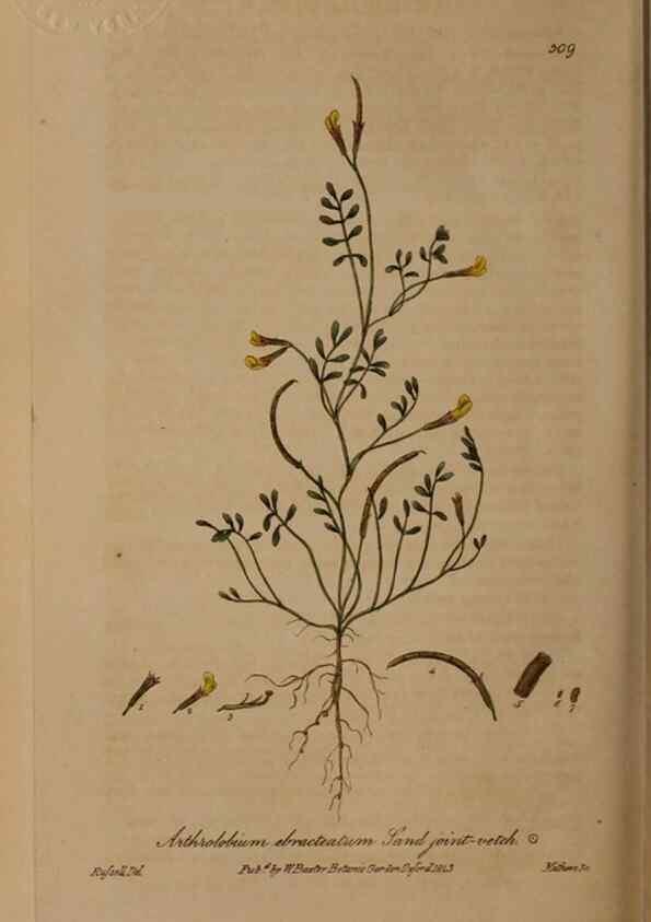 Reproducción/Reproduction 28967614621: British phaenogamous botany,. Oxford,Published by the author, sold by J.H. Parker [etc.]1834-43.