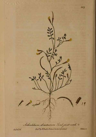 Reproducción/Reproduction 28967614621: British phaenogamous botany,. Oxford,Published by the author, sold by J.H. Parker [etc.]1834-43.