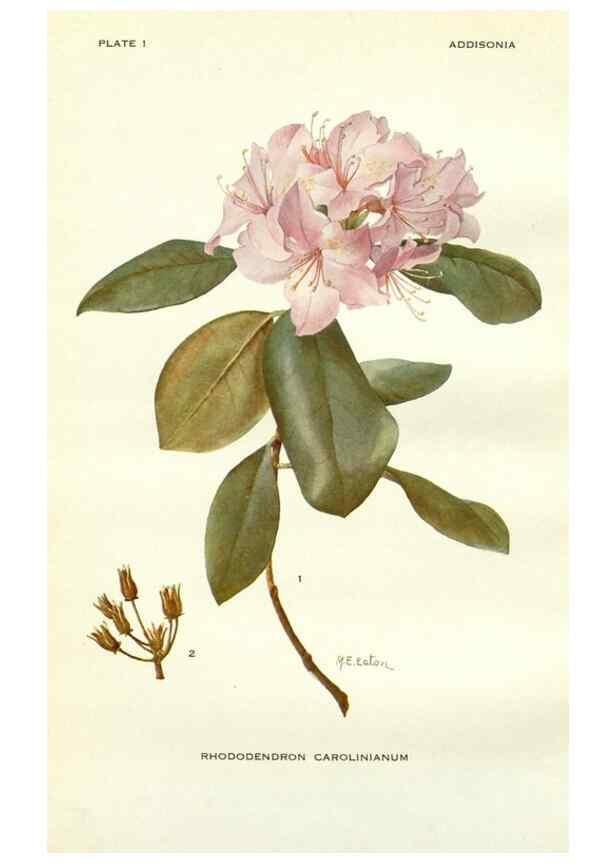 Reproducción/Reproduction 29090578855: Addisonia :. New York :New York Botanical Garden,1916-[1964].
