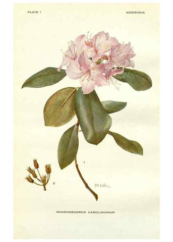 Reproducción/Reproduction 29090578855: Addisonia :. New York :New York Botanical Garden,1916-[1964].