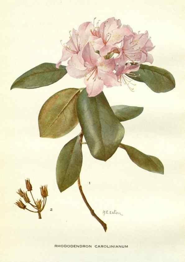 Reproducción/Reproduction 29090578855: Addisonia :. New York :New York Botanical Garden,1916-[1964].