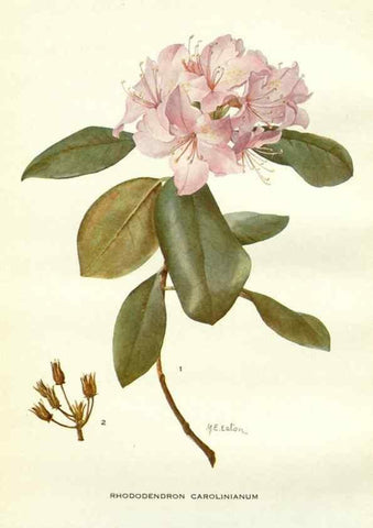 Reproducción/Reproduction 29090578855: Addisonia :. New York :New York Botanical Garden,1916-[1964].