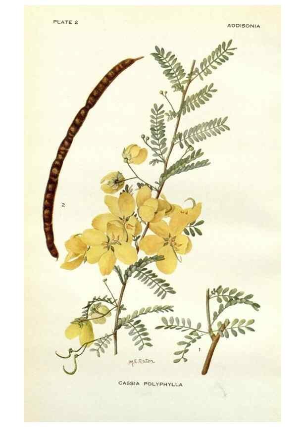 Reproducción/Reproduction 28804131820: Addisonia :. New York :New York Botanical Garden,1916-[1964].