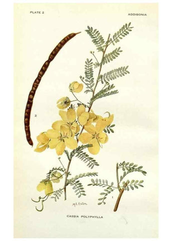 Reproducción/Reproduction 28804131820: Addisonia :. New York :New York Botanical Garden,1916-[1964].