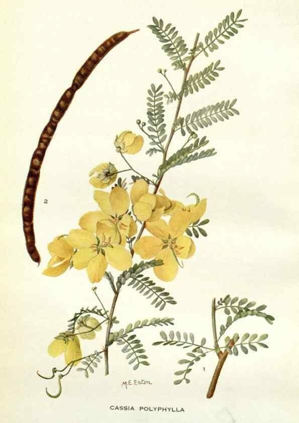 Reproducción/Reproduction 28804131820: Addisonia :. New York :New York Botanical Garden,1916-[1964].