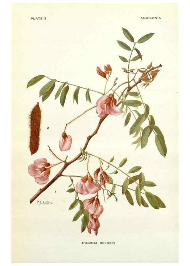 Reproducción/Reproduction 28804135350: Addisonia :. New York :New York Botanical Garden,1916-[1964].