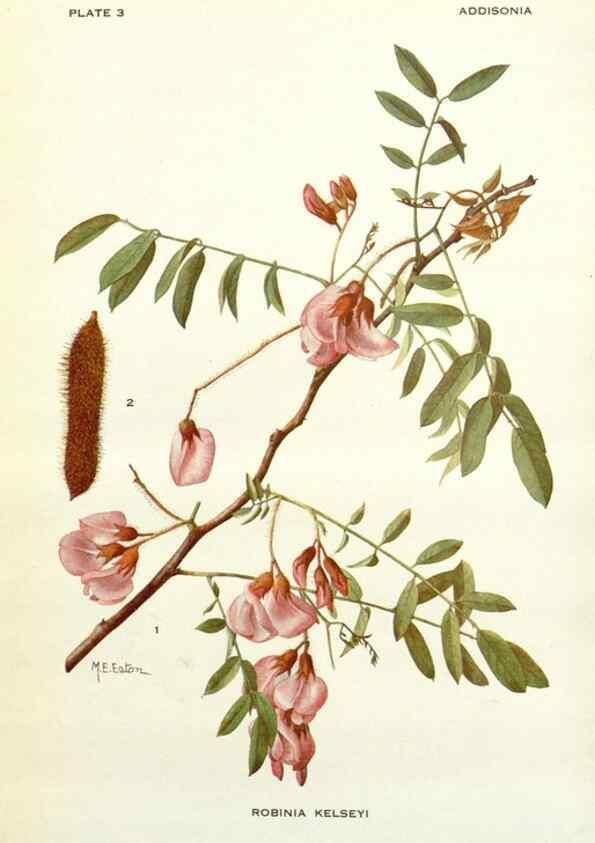 Reproducción/Reproduction 28804135350: Addisonia :. New York :New York Botanical Garden,1916-[1964].
