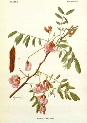 Reproducción/Reproduction 28804135350: Addisonia :. New York :New York Botanical Garden,1916-[1964].
