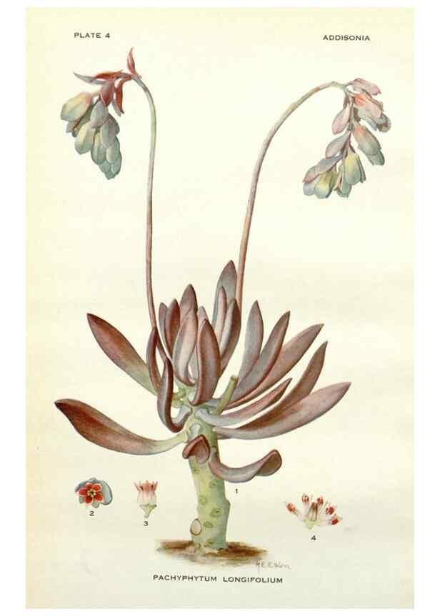 Reproducción/Reproduction 28804137510: Addisonia :. New York :New York Botanical Garden,1916-[1964].