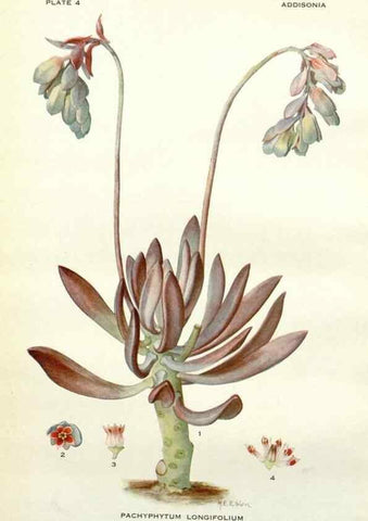 Reproducción/Reproduction 28804137510: Addisonia :. New York :New York Botanical Garden,1916-[1964].