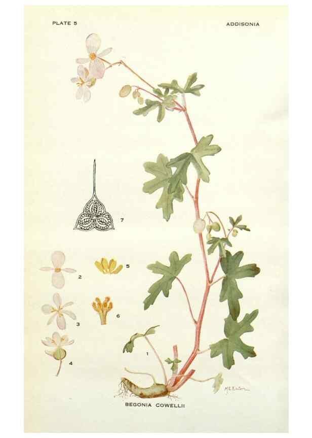 Reproducción/Reproduction 28804141410: Addisonia :. New York :New York Botanical Garden,1916-[1964].
