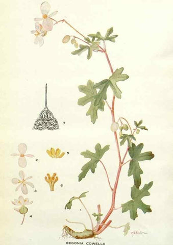Reproducción/Reproduction 28804141410: Addisonia :. New York :New York Botanical Garden,1916-[1964].
