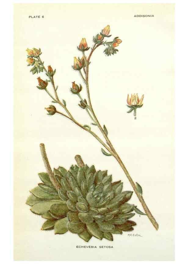 Reproducción/Reproduction 28804145860: Addisonia :. New York :New York Botanical Garden,1916-[1964].