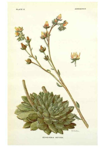 Reproducción/Reproduction 28804145860: Addisonia :. New York :New York Botanical Garden,1916-[1964].