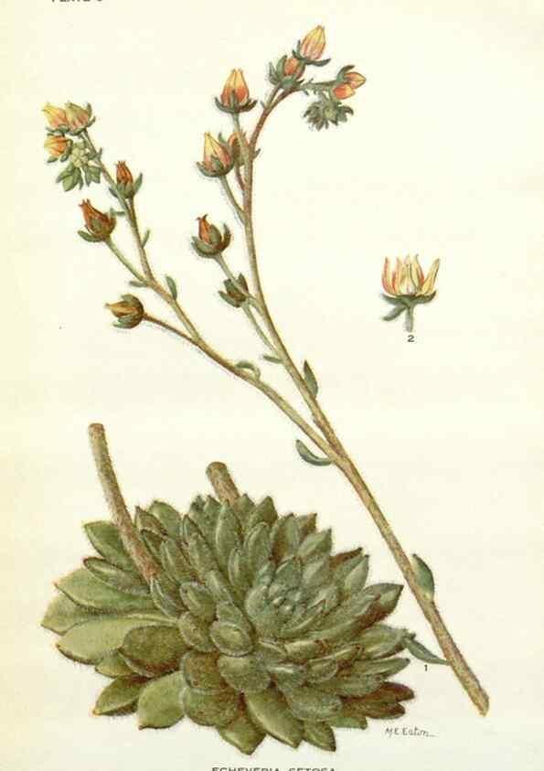 Reproducción/Reproduction 28804145860: Addisonia :. New York :New York Botanical Garden,1916-[1964].
