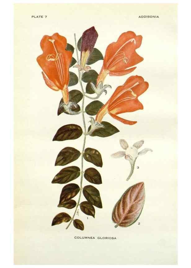 Reproducción/Reproduction 28985457232: Addisonia :. New York :New York Botanical Garden,1916-[1964].