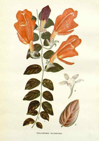 Reproducción/Reproduction 28985457232: Addisonia :. New York :New York Botanical Garden,1916-[1964].