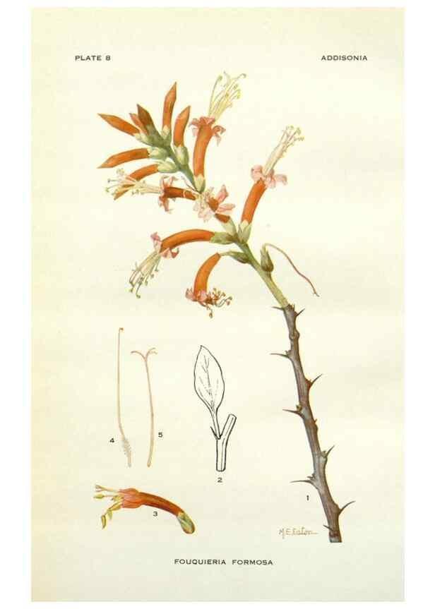Reproducción/Reproduction 28985461612: Addisonia :. New York :New York Botanical Garden,1916-[1964].