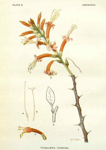 Reproducción/Reproduction 28985461612: Addisonia :. New York :New York Botanical Garden,1916-[1964].