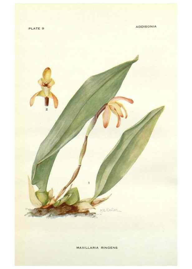 Reproducción/Reproduction 28985466532: Addisonia :. New York :New York Botanical Garden,1916-[1964].