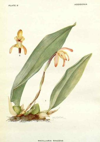 Reproducción/Reproduction 28985466532: Addisonia :. New York :New York Botanical Garden,1916-[1964].