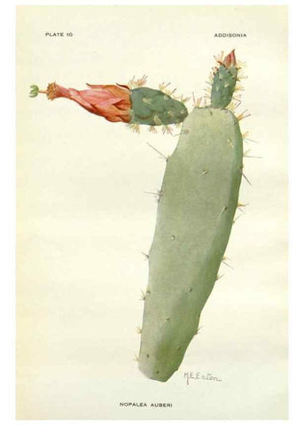 Reproducción/Reproduction 28985469632: Addisonia :. New York :New York Botanical Garden,1916-[1964].