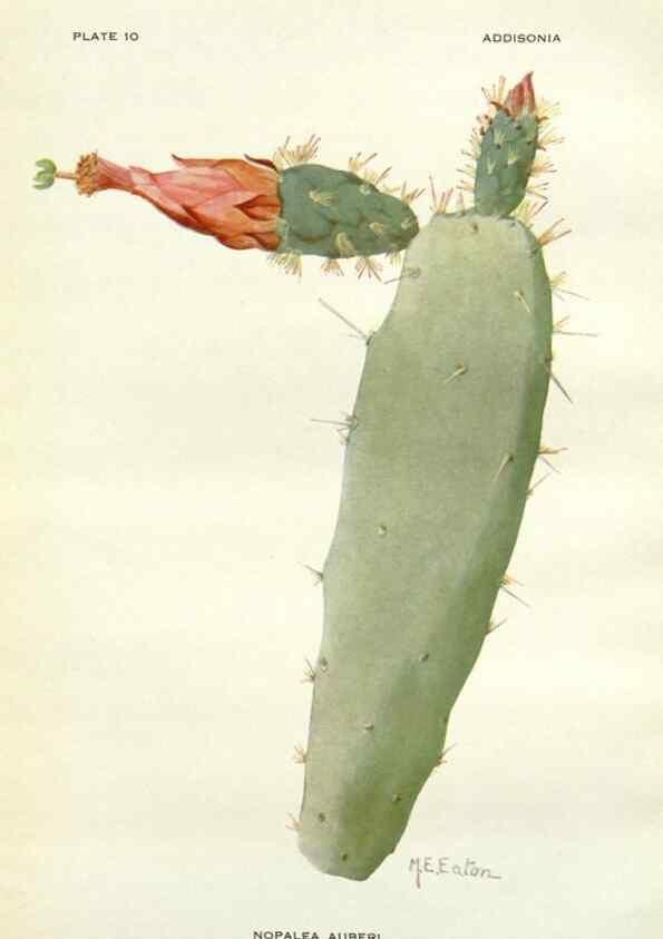 Reproducción/Reproduction 28985469632: Addisonia :. New York :New York Botanical Garden,1916-[1964].