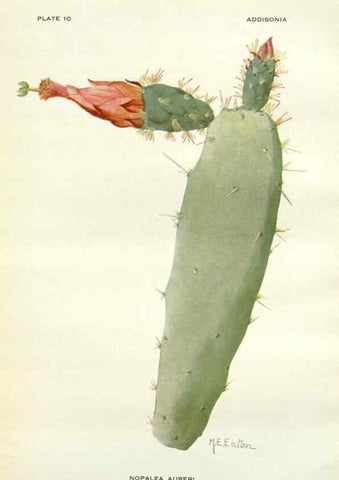 Reproducción/Reproduction 28985469632: Addisonia :. New York :New York Botanical Garden,1916-[1964].