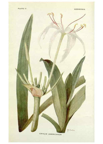 Reproducción/Reproduction 29013679431: Addisonia :. New York :New York Botanical Garden,1916-[1964].