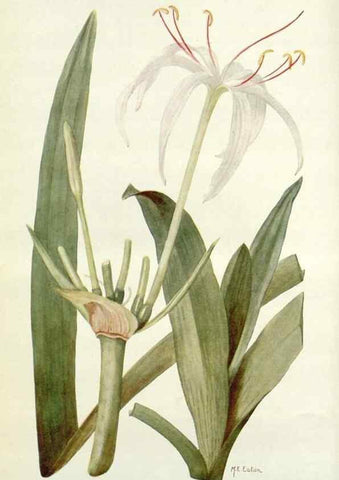 Reproducción/Reproduction 29013679431: Addisonia :. New York :New York Botanical Garden,1916-[1964].
