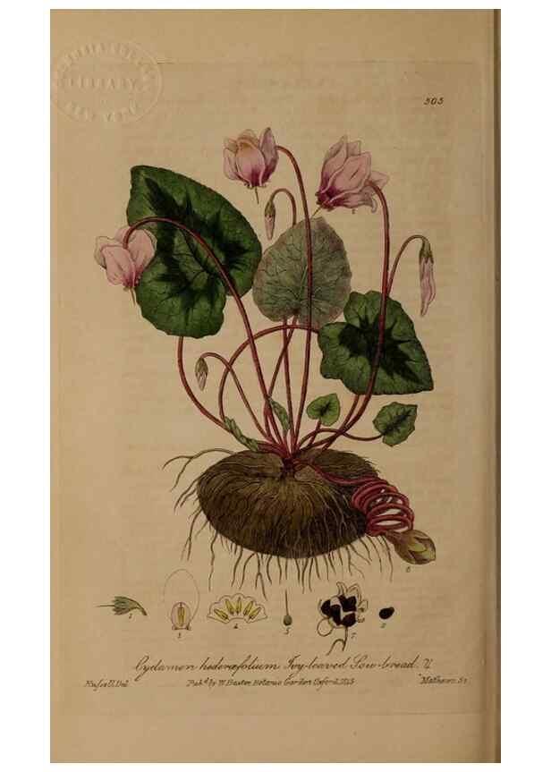 Reproducción/Reproduction 28938133872: British phaenogamous botany,. Oxford,Published by the author, sold by J.H. Parker [etc.]1834-43.