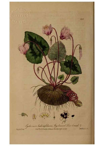 Reproducción/Reproduction 28938133872: British phaenogamous botany,. Oxford,Published by the author, sold by J.H. Parker [etc.]1834-43.