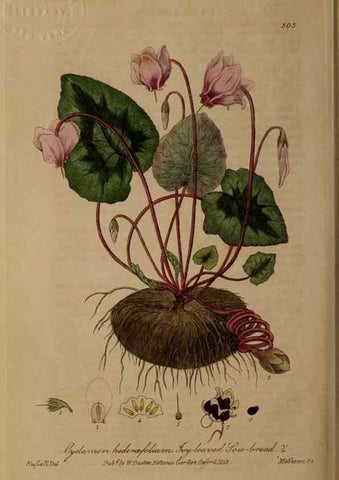Reproducción/Reproduction 28938133872: British phaenogamous botany,. Oxford,Published by the author, sold by J.H. Parker [etc.]1834-43.