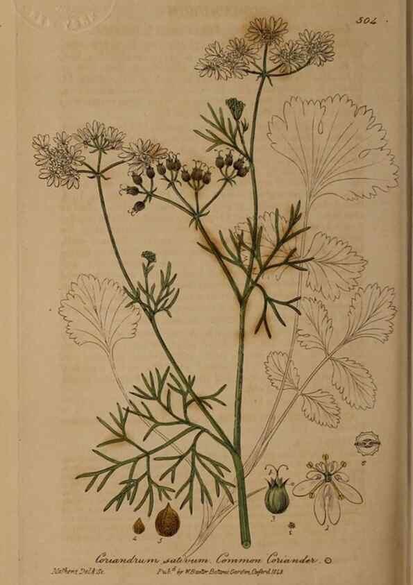 Reproducción/Reproduction 29043569005: British phaenogamous botany,. Oxford,Published by the author, sold by J.H. Parker [etc.]1834-43.