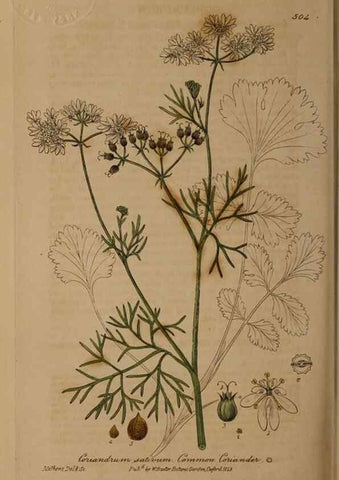 Reproducción/Reproduction 29043569005: British phaenogamous botany,. Oxford,Published by the author, sold by J.H. Parker [etc.]1834-43.