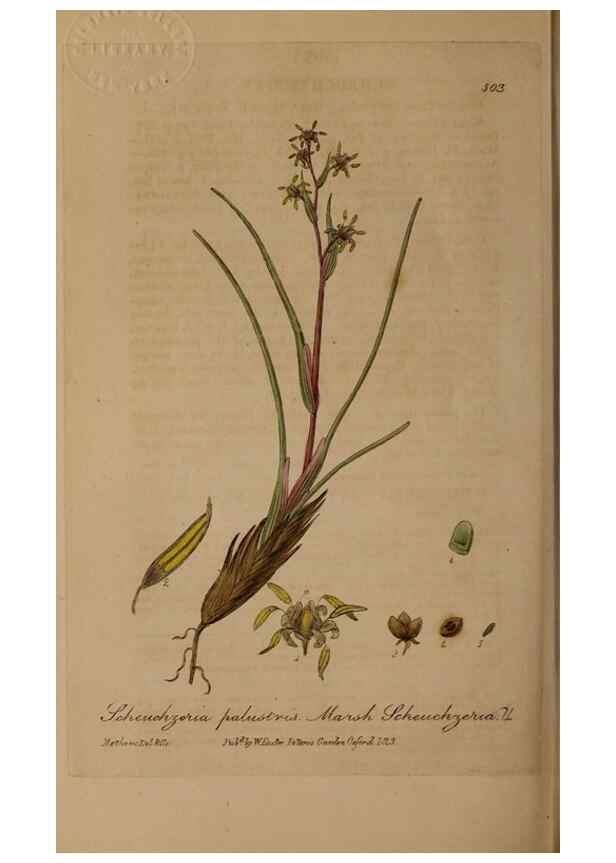 Reproducción/Reproduction 29010572626: British phaenogamous botany,. Oxford,Published by the author, sold by J.H. Parker [etc.]1834-43.