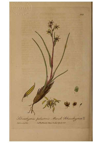 Reproducción/Reproduction 29010572626: British phaenogamous botany,. Oxford,Published by the author, sold by J.H. Parker [etc.]1834-43.