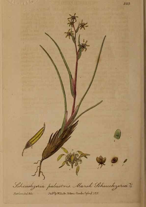 Reproducción/Reproduction 29010572626: British phaenogamous botany,. Oxford,Published by the author, sold by J.H. Parker [etc.]1834-43.