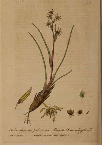 Reproducción/Reproduction 29010572626: British phaenogamous botany,. Oxford,Published by the author, sold by J.H. Parker [etc.]1834-43.