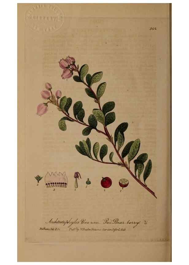 Reproducción/Reproduction 28757388140: British phaenogamous botany,. Oxford,Published by the author, sold by J.H. Parker [etc.]1834-43.